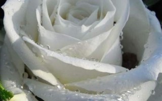 白玫瑰风水寓意禁忌,女生朋友圈有白色玫瑰代表什么